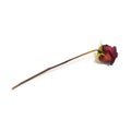 One flower dried dead flowers red rose. Wilted roses. Isolated o Royalty Free Stock Photo