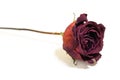 One flower dried dead flowers red rose. Wilted roses. Isolated o Royalty Free Stock Photo