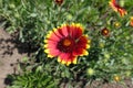One flower of Gaillardia aristata Royalty Free Stock Photo