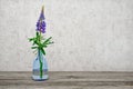 One flower a lupine in a glass vase