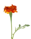One flower of marigold isolated on white background Royalty Free Stock Photo