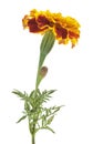 One flower marigold isolated on white background Royalty Free Stock Photo