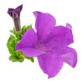 One flower petunia