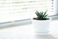 One flower pot with a small succulent plant haworthia on a white windowsill. Home floriculture concept