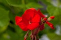 One flower red colour on green natural background. Royalty Free Stock Photo