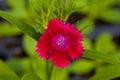 One flower red colour on green natural background. Royalty Free Stock Photo