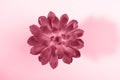 One flower rosette of succulent plant close up. Top view. Toning in color of 2023 Viva Magenta Royalty Free Stock Photo