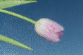 One flower tulip is located behind the glass on which many drops of water after the rain, the view through the drops Royalty Free Stock Photo