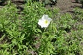 One flower of white evening primrose Royalty Free Stock Photo