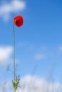 One flower of wild red poppy on blue sky background - focus on flower