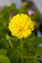 One flower yellow colour on green natural background. Royalty Free Stock Photo