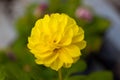 One flower yellow colour on green natural background. Royalty Free Stock Photo