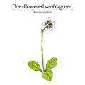 One-flowered wintergreen, or single delight Moneses uniflora , medicinal plant