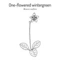 One-flowered wintergreen, or single delight Moneses uniflora , medicinal plant Royalty Free Stock Photo