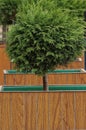 One flowerpot from a brown wooden box with a round small green coniferous tree