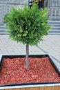 One flowerpot from a brown wooden box with a round small green coniferous tree