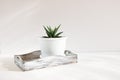One flowerpot with a small succulent plant Haworthia in a white wooden box. Home floriculture concept