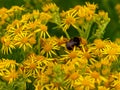 One fluffy bumblebee collects pollen on inflorescences of small yellow flowers. Pollination of plants by insects, close-up.