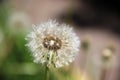 one fluffy dandelion flower head. Spring weed and flowers Royalty Free Stock Photo