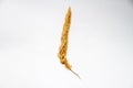 One fluffy dried golden spikelet on white background