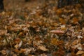 Amanita muscaria Macro photo. Concept of environment and nature of autumn forest in detail. One fly agaric grows in the Royalty Free Stock Photo