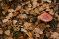 Amanita muscaria Macro photo. Concept of environment and nature of autumn forest in detail. One fly agaric grows in the Royalty Free Stock Photo