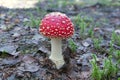 One fly-agaric mushroom in forest. Royalty Free Stock Photo