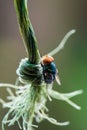 One fly is camouflage the green object.