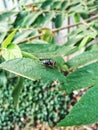 one fly perched on the green leaf of the cerry