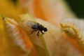 One fly sits on a yellow pumkin blossom Royalty Free Stock Photo