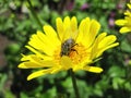 Fly on yellow flower, Lithuania Royalty Free Stock Photo