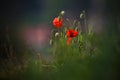 One Flying Bee And Several Wild Red Poppy, Shot With A Shallow Depth Of Focus Royalty Free Stock Photo
