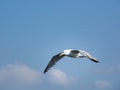 One flying herring gull isolated on blue sky Royalty Free Stock Photo