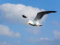 One flying herring gull isolated on blue sky Royalty Free Stock Photo