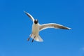 One flying seagull against a clear blue sky without clouds Royalty Free Stock Photo