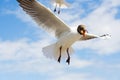One flying seagull on a blue sky with white clouds Royalty Free Stock Photo