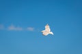 Seagull in front of blue sky Royalty Free Stock Photo