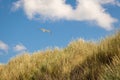 Seagull in front of a blue sky and over gras Royalty Free Stock Photo