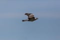 One flying wood pigeon culver columba palumbus, spread wings