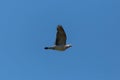 One flying wood pigeon dove columba palumbus blue sky