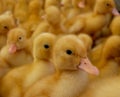 One focused duckling and many small duck-baby at t Royalty Free Stock Photo