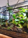 Terrarium inspiration for growing Nepenthes spp.