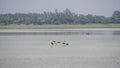 Four cranes standing in a waterbody at Oussudu- Boat Club, Puducherry, India. Zoomed Version