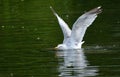 Whoops! Herring gull larus argentatus trying to take off from lake. Royalty Free Stock Photo