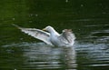 Take off! Herring gull larus argentatus trying to take off from lake.
