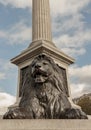 One of the four landseer bronze lions statue at the base of Nelson\'s column in front of National Gallery building Royalty Free Stock Photo