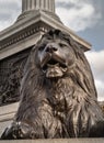 One of the four landseer bronze lions statue at the base of Nelson\'s column in front of National Gallery building Royalty Free Stock Photo