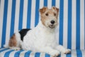 One foxterrier sitting in a beach chair