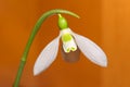 One fragile snowdrop