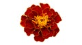 One French marigold orange-red flower isolated on white Royalty Free Stock Photo